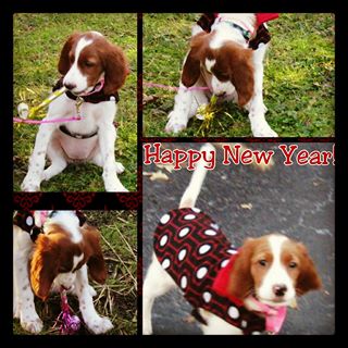 gingerbread mcvicker