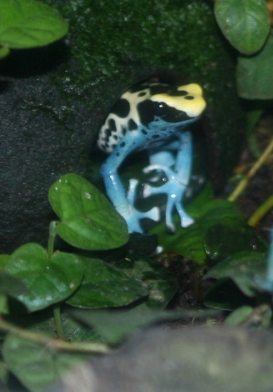 Dyeing Dart Frog