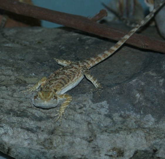 Beared Dragon baby born 5-2-14