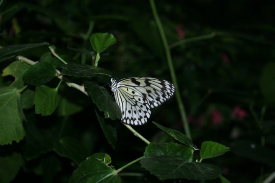 Rice paper butterfly