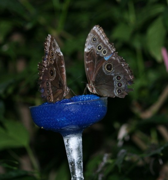 Two blue morphos having a lunch break