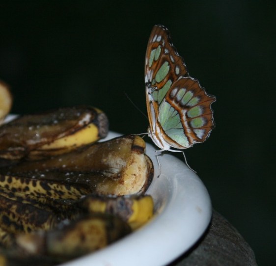 Gorgeous green butterfly