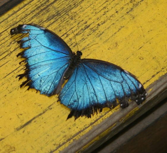 Blue morpho