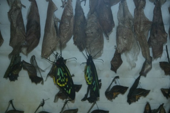 Cocoons hatching - or whatever it is you call it when a butterfly emerges