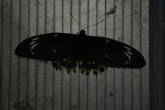 Some kind of creepy moth thing