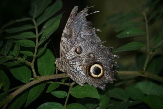 Owl butterfly