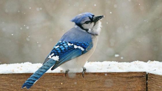 differences-between-male-female-blue-jays_95731d366e44f789